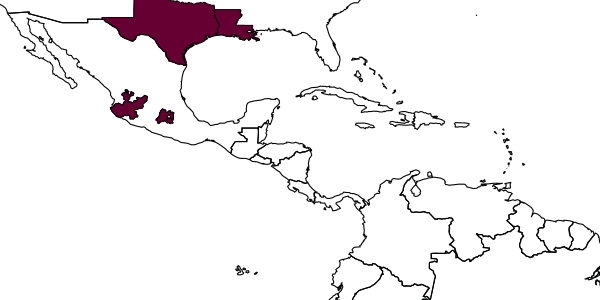 map of Cryptocheilus attenuatum     Banks, 1933